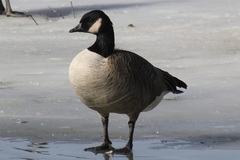 Branta