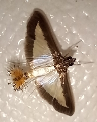 Diaphania hyalinata