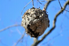 Dolichovespula maculata