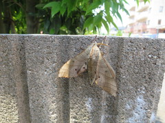 Marumba sperchius