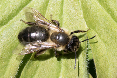 Andrena scotica