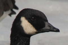 Branta