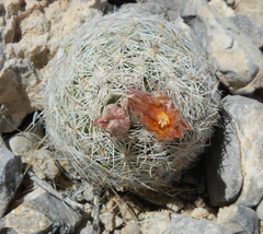 Escobaria chlorantha