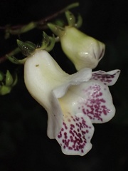 Monopyle