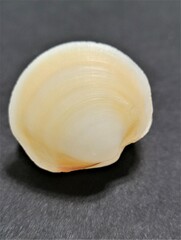 Anodontia alba