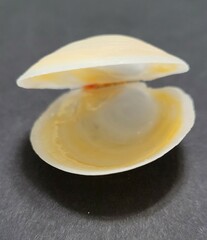 Anodontia alba