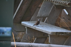 Leucosticte tephrocotis