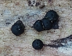 Rosellinia aquila