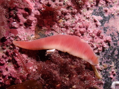 Nipponnemertes pulcher