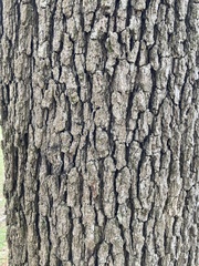 Quercus stellata