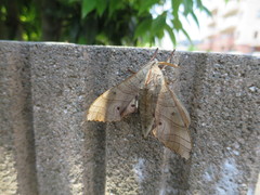 Marumba sperchius