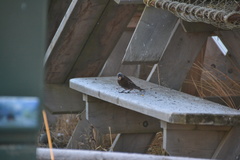 Leucosticte tephrocotis