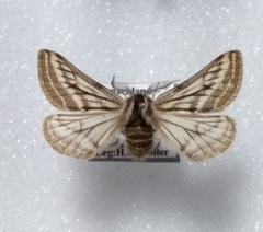 Lycia zonaria