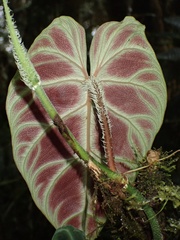 Philodendron verrucosum