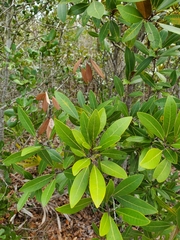 Persea humilis