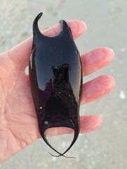 Rostroraja eglanteria