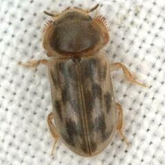 Heterocerus intermuralis