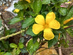 Turnera ulmifolia