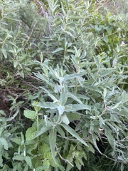 Salvia leucophylla