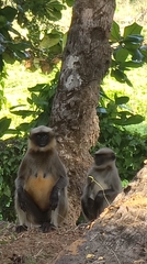 Semnopithecus hypoleucos