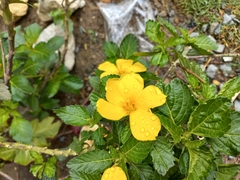 Turnera ulmifolia