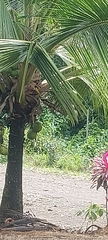 Setophaga petechia