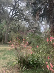 Rhododendron simsii