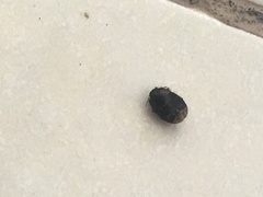 Macroscytus brunneus