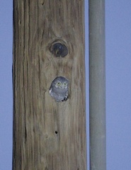 Micrathene whitneyi
