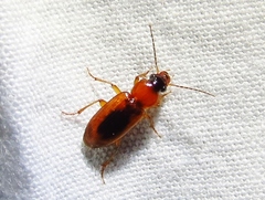 Stenolophus dissimilis