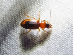 Stenolophus dissimilis