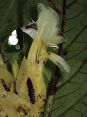 Columnea picta
