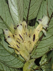 Columnea picta
