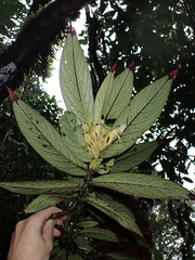 Columnea picta