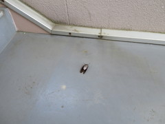 Graptopsaltria nigrofuscata