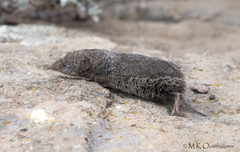 Myosorex varius