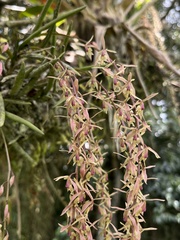 Epidendrum moritzii