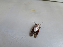 Graptopsaltria nigrofuscata