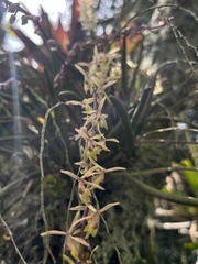 Epidendrum moritzii