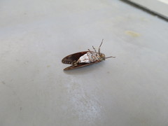 Graptopsaltria nigrofuscata