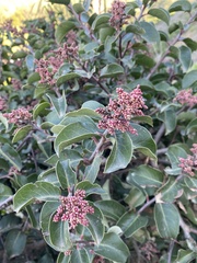 Rhus ovata