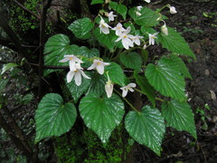 Begonia crenata