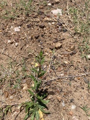 Oenothera indecora