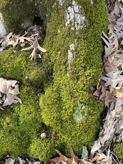 Pseudanomodon attenuatus