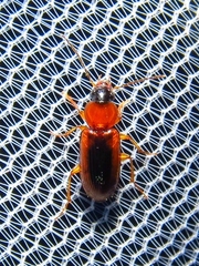 Stenolophus dissimilis