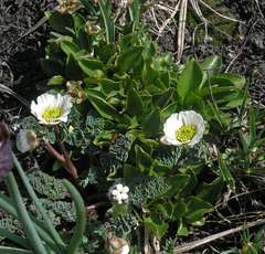Callianthemum alatavicum