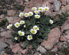 Callianthemum alatavicum