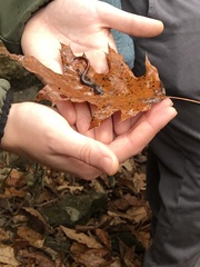 Plethodon angusticlavius