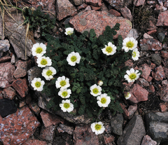 Callianthemum alatavicum