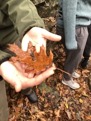 Plethodon angusticlavius